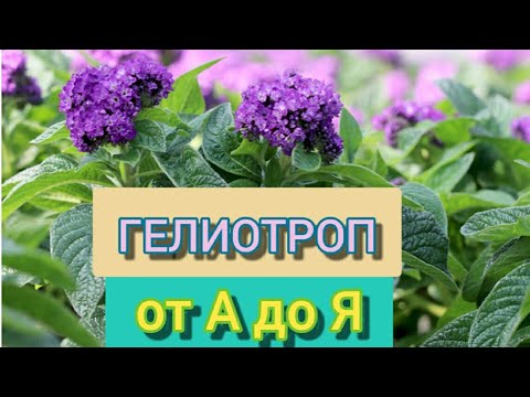 Видео: ГЕЛИОТРОП от А до Я. От 🌱 посева до цветения 🌹