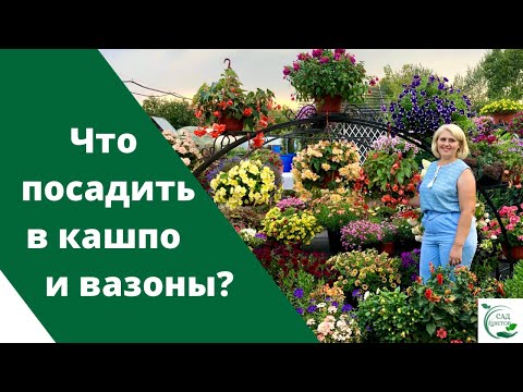 Видео: Чем заменить петунию? Девять супер эффектных и красивых цветов для кашпо и вазонов!!!!