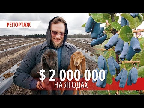 Видео: «Мы станем первооткрывателями»: фермер из Минска осваивает рынок редких для Беларуси ягод.