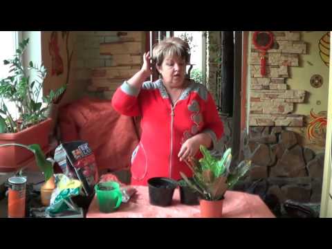 Видео: Кодиеум ( Кротон) . Капризное  Растение и Советы По Его Содержанию