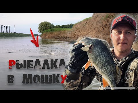 Видео: Рыбалка на Ахтубе в сезон мошки Ч.1 | Дорога, поиск рыбы, результат - поклевки на каждом забросе