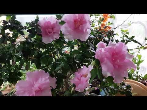 Видео: Азалия, результат укоренения черенков