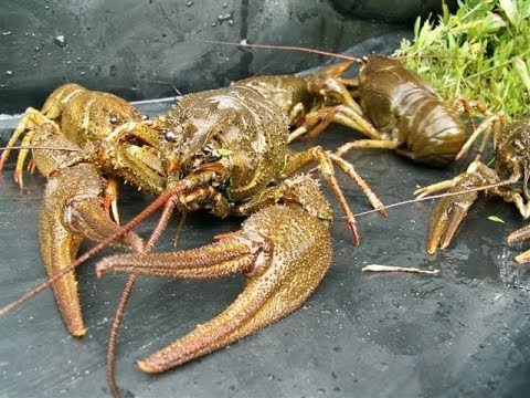 Видео: ЗАЛИВ не Подвел. Вот оно СЧАСТЬЕ РЫБАЦКОЕ. Новые ПРИМАНКИ на РАКА СРАБОТАЛИ. РАКОЛОВКИ ночью.