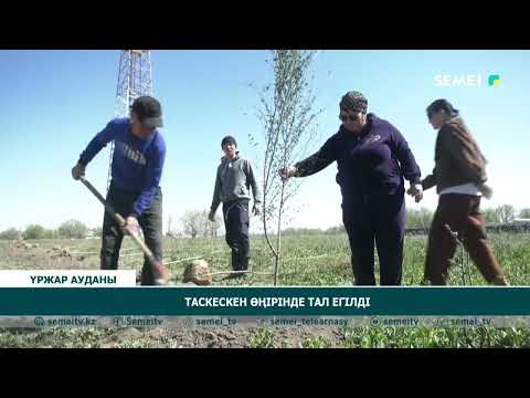 Видео: Таскескен өңірінде тал егілді