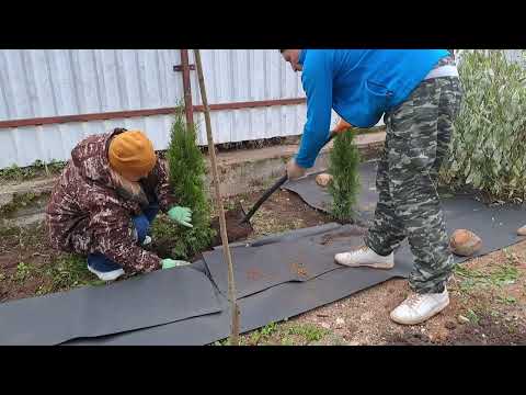 Видео: Сад с нуля/Озеленяем участок на болоте