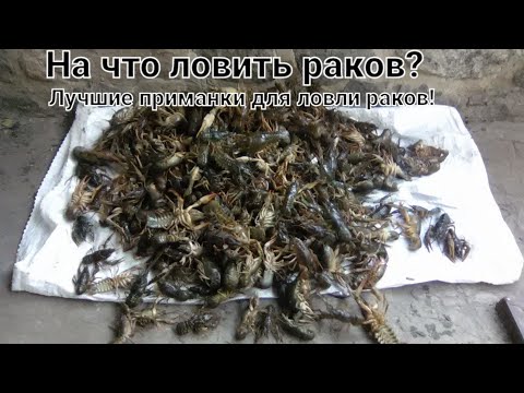 Видео: На что ловить раков?Лучшие приманки для ловли раков!