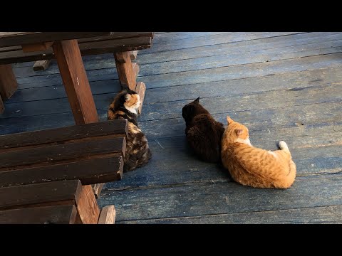 Видео: ЕДЕМ В БОЛЬШИЕ КОТЫ НА БАЙКАЛ НА РАКЕТЕ 🌊 🛥️ 🐈 часть 1