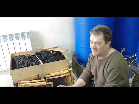 Видео: Мини цех по откачке меда.