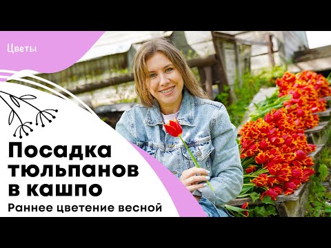 Видео: Посадка тюльпанов в кашпо | Раннее цветение весной