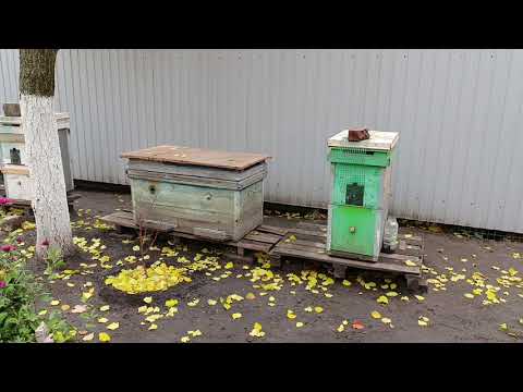 Видео: Ох уж эти синички. 