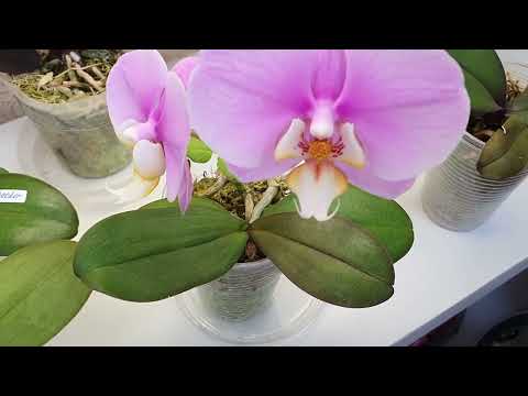 Видео: ОРХИДЕИ МАЛЫШИ 1.7 и 2.5 ИЗ ЯСЕЛЬНОЙ ГРУППЫ 🥰 ДЕНЬ ОТКРЫТЫХ ДВЕРЕЙ 🌈🌞