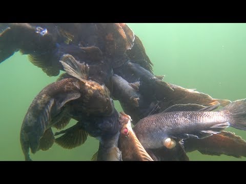 Видео: Подводная охота на бычка в Балтийском море,