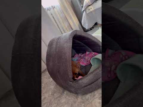 Видео: ТОСЯ ЗАХВАТЫВАЕТ ТЕРРИТОРИИ)