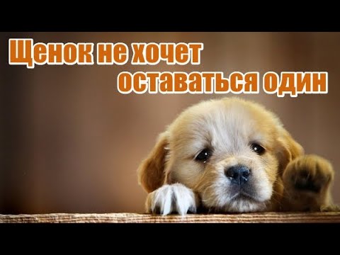 Видео: 48. Щенок не хочет оставаться один. Щенок скулит в одиночестве