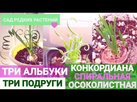 Видео: Три альбуки - альбука конкордиана, спиральная, осоколистная. Сходства и различия