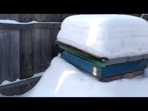 Видео: ЗИМОВКА ПЧЁЛ В ДЕКАБРЕ, НА ВОЛЕ И В ЗИМОВНИКЕ🔥🔥🔥