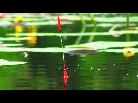 Видео: ВІДРО КАРАСІВ на ПОПЛАВОК!!!  НА ЩО КЛЮЄ? ЧИМ ГОДУВАТИ? Рибалка на поплавок. Риболовля на карася.