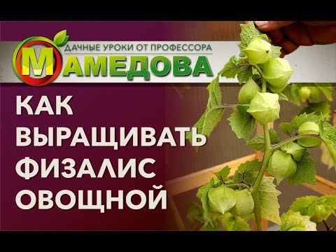 Видео: ⭐ Как выращивать ФИЗАЛИС ОВОЩНОЙ?