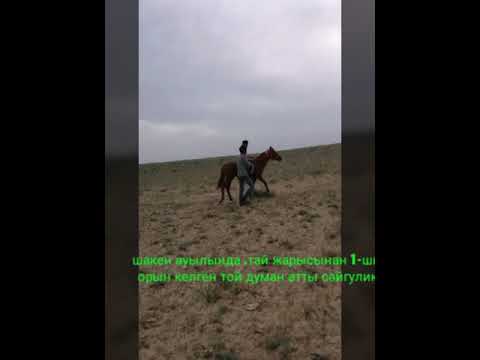 Видео: Тай .жарыс 9-шы мамыр .тағыда 1шы боп жеткен той думан атты сəйгулик . Шакен ауылы .