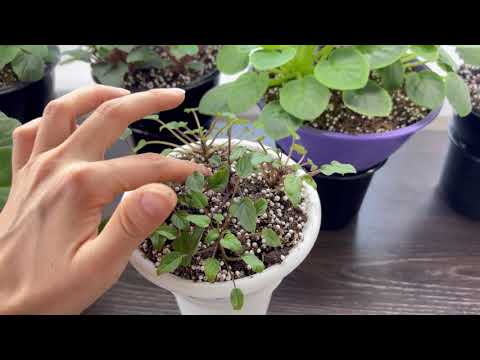 Видео: Фиалочные будни. Как сделать предзаказ фиалок?