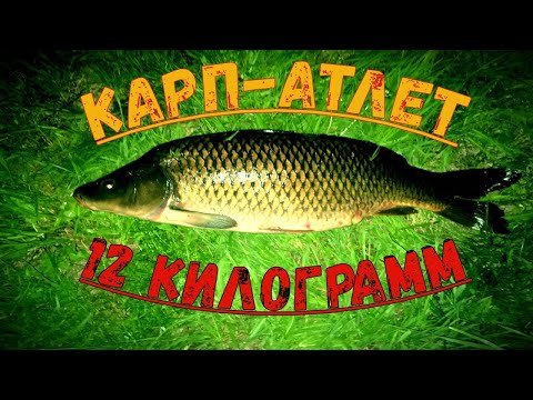 Видео: Боковой кивок.Карп монстр 12 килограмм.