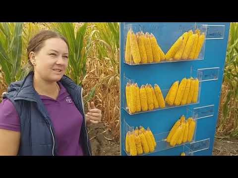 Видео: Кукурудза...густина .строки посіву.глибина...наглядно🙂