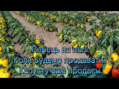 Видео: Перець на полі. Коли будемо продавати? Капусту вже продаєм.