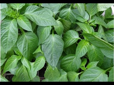 Видео: Самый КОМПАКТНЫЙ СПОСОБ выращивания РАССАДЫ!