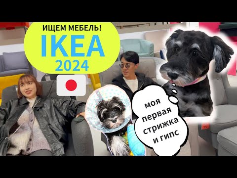 Видео: ИКЕЯ В ЯПОНИИ 2024/СМОТРИМ МЕБЕЛЬ/ПЕРВЫЙ ГИПС И ПЕРВАЯ СТРИЖКА/УЖИН