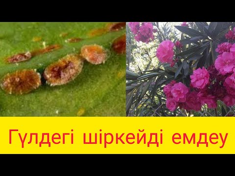 Видео: Гүлдегі шіркейден қалай құтылуға болады?