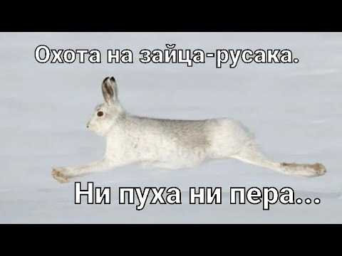 Видео: Охота на зайца-русака. "Два январских трофея"...
