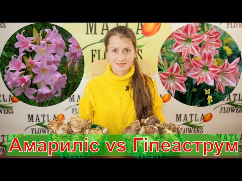 Видео: Амариліс та Гіпеаструм відмінності