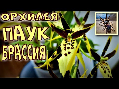 Видео: ОРХИДЕЯ ПАУК! БРАССИЯ! BRASSIA MACULATA, BRASSIA GUTTATA! ПОСАДКА, УХОД, КАК ЗАЦВЕСТИ ЗА 4 МЕСЯЦА!