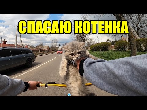 Видео: Нашел Котёнка в Тяжелом Состоянии