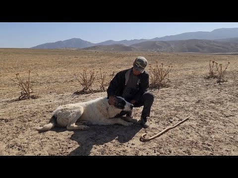 Видео: Алабай в естественной среде!