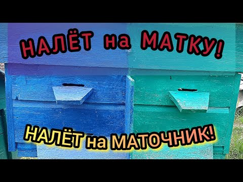 Видео: Как сделать противороевой налёт на матку или маточник? Пчеловодство легко и просто. Пасека для Вас!