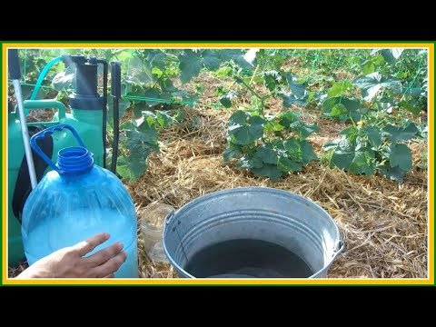 Видео: ХОЧЕШЬ МНОГО ОГУРЦОВ СРОЧНО СДЕЛАЙ ЭТУ ПОДКОРМКУ И ОБРАБОТКУ ОТ БОЛЕЗНЕЙ
