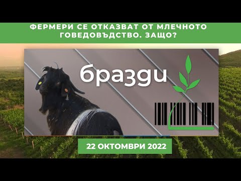 Видео: Фермери се отказват от млечното говедовъдство. Защо?  - "Бразди" - 22.10.2022 по БНТ