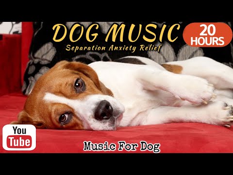 Видео: 20 часов любимой музыки собак🐶💖Музыка для сна собак 🐶🎵 Музыка для снятия беспокойства при разлуке🎵