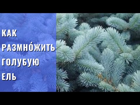 Видео: РАЗМНОЖЕНИЕ ГОЛУБОЙ ЕЛИ.  Самый простой, но эффективный способ размножение голубой ели черенками .