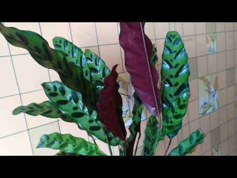 Видео: 🌿💚Обзор растений в июне ч.2! Мои комнатные растения/цветы!