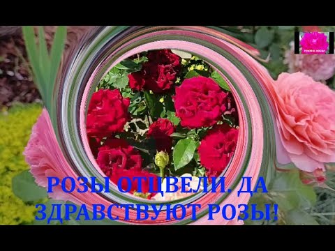 Видео: ГОТОВИМ РОЗЫ К НОВОМУ ЦВЕТЕНИЮ. Начинающим