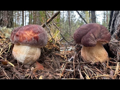 Видео: КАЙФ! СОБИРАЕМ БОРОВИКИ В ЧУДЕСНОМ СОСНОВОМ ЛЕСУ | ТИХАЯ ОХОТА НА СОСНОВЫЕ БЕЛЫЕ ГРИБЫ 2025
