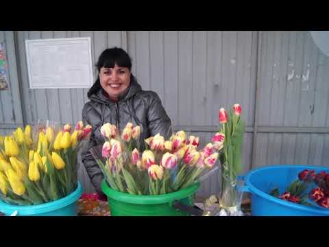 Видео: как я продал 3000 тюльпанов в розницу 8 марта
