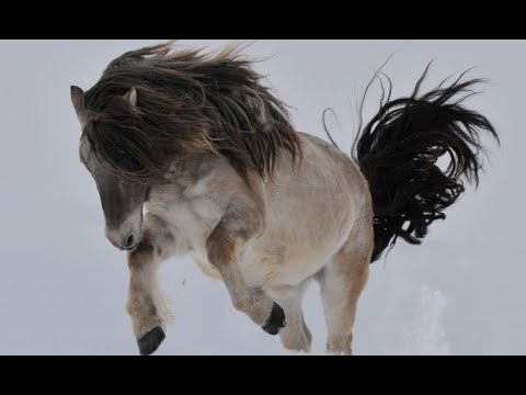 Видео: Фильм производства НЦАНН РС(Я) «Якутский конь: от Китая до Парижа», 2006 год.