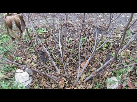 Видео: Формировка куста инжира в холодном климате.