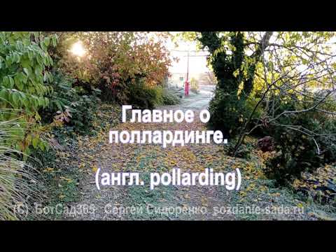 Видео: Главное о поллардинге (англ. pollarding)