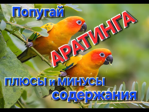Видео: ПЛЮСЫ и МИНУСЫ содержания попугая АРАТИНГА