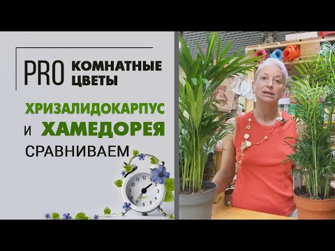 Видео: Хризалидокарпус и хамедорея - ищем отличия и сходство. Чем одна пальма отличается от другой?