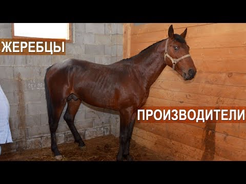 Видео: Жеребцы-производители. Кабардинский конный завод Аникеева